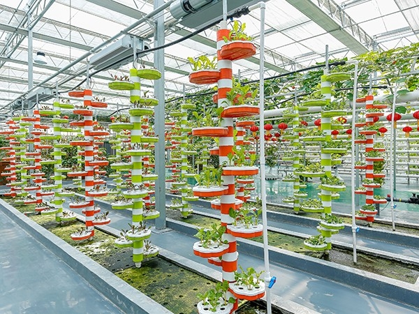 温室大棚内的蔬菜应如何制定相应的管理办法？